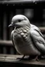Placeholder: A sad dove