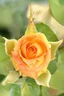 Placeholder: Yellow Rose; Georgia O' Keefe