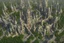 Placeholder: A futuristic alien city, with balconies, verandas, many arches, bridges, spires, paths, trees, dense foliage, spanish moss, ivy, river, blue sky, white clouds