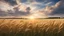 Placeholder: wheat meadow with beatiful sky