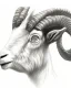 Placeholder: head of a goat drawn in pencil