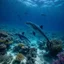 Placeholder: Underwater world in the Red Sea in Egypt, with dolphins and different types and colors of fish, realistic, detailed / HD quality --v 6.0, Canon EOS R5, edge lighting, cinematic lighting, translucency, extrusion and gradient value change, specular darkening and contrast, strong occlusion of the surrounding overlay, depth parallax, photorealistic, 4K , 3D