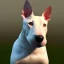 Placeholder: bullterrier, 4k, real bullterrier,