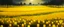 Placeholder: A yellow field with glowing lanterns painted by Cai Jia