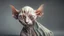 Placeholder: bald cat