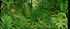 Placeholder: A green jungle with venomous geckos designed in Heidrun manuscripts painted by Raymond Duchamp-Villon