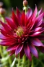 Placeholder: red Chicory flower