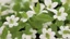 Placeholder: The mint is just starting to sprout, showing its fresh, bright green leaves. The artist uses bright greens and white to embody the freshness and vitality of mint. Small leaves and small white flowers that adorn the plant can be painted.