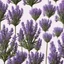 Placeholder: Concept of a lavender flower in a tourist hotel