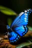 Placeholder: Blue butterfly