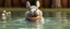 Placeholder: realistic ghibli crazy cute small fluffy hippo bunny