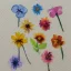 Placeholder: tiny watercolor of pressed flowers, etsy