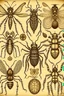 Placeholder: vintage, gothic, steampunk drawings of insects, sepia toned