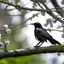 Placeholder: crow on a tree branch with very few flowers