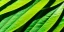 Placeholder: realistic, colorful, epic, ray tracing, cinematic, 8k, HD, Ultra High Definition, photo film, film grain, high quality ultra detailed vibrant colorful iridescent exotic marijuana plant leaf