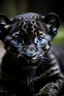 Placeholder: baby panther