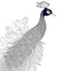 Placeholder: White, minimalis line art, peacock realistis, white background,