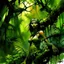 Placeholder: Jungle. Alex Maleev