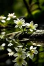 Placeholder: jasmine with blurry water reflection of a stream below