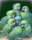 Placeholder: Drawing of a group of baby parrots