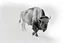 Placeholder: Bison walking towards viewer's right, on white background, fades out on the left