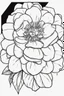 Placeholder: outline art of Camellia only black and white, no colour , White background. sketch style, clean line art, white background, no shadow and clear, no people, no colour, for book