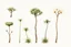 Placeholder: "Isolated concept art of multiple types of alien tree plant on a plain neutral background. Designed for Desert biome – dry, spiky, brittle grass with sharp edges, thorn-like blades, and pale dusty colors