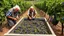 Placeholder: Elderly pensioners in a vineyard treading grapes in a large trough in their bare feet as the first stage in making wine. There are acres of vines with lots of ripe grapes. Everyone is happy. Photographic quality and detail, award-winning image, beautiful composition.