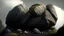 Placeholder: dwarf rock and stone