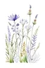 Placeholder: lavender pressed dried flowers in the style of watercolor on a white background --tile