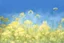 Placeholder: bottom half canola plants detailed, top half sky, watercolor illustration