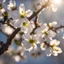 Placeholder: Almond blossoms in the light