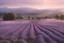 Placeholder: lavender field