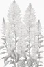 Placeholder: outline art of Astilbe only black and white, no colour , White background. sketch style, clean line art, white background, no shadow and clear, no people, no colour, for book