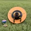 Placeholder: A Frisbee and a Frizz Bee.