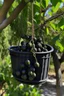 Placeholder: A bucket of black olives hung on the tree instead of a cluster