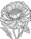 Placeholder: real massive Marigold flower coloring page