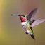 Placeholder: Photo of hummingbird, 800mm lens