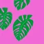 Placeholder: a tropical climbing plant with three leaves growing upwards, each leaf is fully visible, vector style