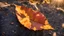 Placeholder: Large curled up autumn leaf in the last light of a day and beautifully coloured sun rays.