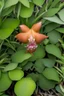 Placeholder: feral ginger