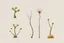 Placeholder: "Isolated concept art of multiple types of alien tree plant on a plain neutral background. Designed for Desert biome – dry, spiky, brittle grass with sharp edges, thorn-like blades, and pale dusty colors
