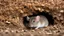 Placeholder: Little field mice livin' under the house Never eatin' much, tough life for a mouse And if you think you're gonna be spared You're wrong