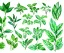 Placeholder: Vector plants and herb set illustration. Watercolor illustration color