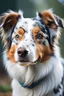 Placeholder: The Best Smart Dog Breeds