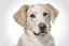 Placeholder: mixed breed dogs genetic test prize game