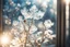 Placeholder: ice flowers on a window in sunshine, backlit, ethereal, cinematic postprocessing, bokeh, dof