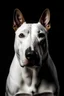 Placeholder: Simple portrait of bull terrier