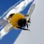 Placeholder: A bee skiing