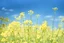 Placeholder: bottom is detailed canola in full bloom with side branches, top is sky, photography,